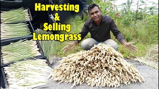 Harvesting and Selling Lemongrass | How Much Money We Made | My First Sale Video