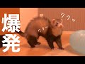 1日中閉じ込めておくとこうなる...。【赤ちゃんフェレット】