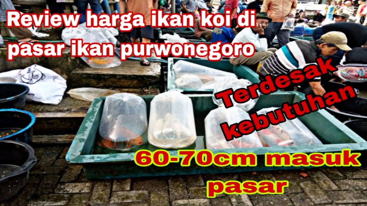 Hari ini ikan koi 60-70cm masuk pasar ikan purwonegoro