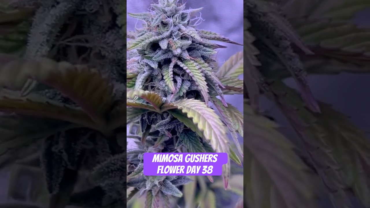 Mimosa Gushers Strain Flower Day 38 XXL LST Scrog  