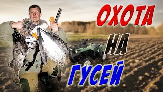 охота на гуся! открытие весенней охоты