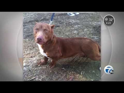 Video: Dachshund-Pitbull Mix Mencari Rumah Selamanya Sendiri