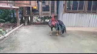 Ayam pukulan terbaikkk