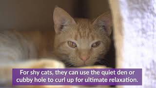 Armarkat Medium Cat Trees