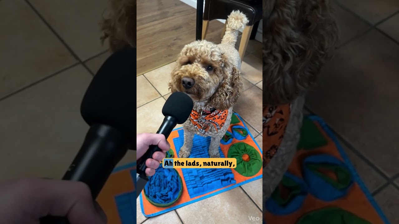 YouTube player