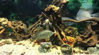 Aquarium Decoration Friday the 13th