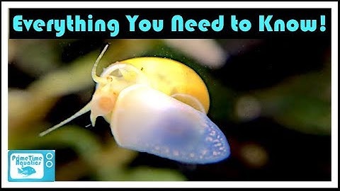 Mystery Snail Care and Breeding: Your Friendly Neighborhood Algae Eater!