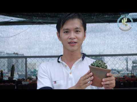 Video: Thông tin về đá sống Titanopsis - Cách trồng cây ngọc trai