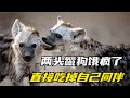 两头鬣狗饿疯了，竟残忍吃掉自己的同伴，咬碎脑袋的声音都能听见