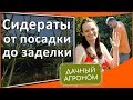 Сидераты от А до Я: как сеять, когда и как заделывать