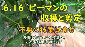 ピーマンの更新剪定のやり方 19 8 14 Youtube