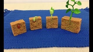 دورات حياة النباتات -  منهج السعودية - الصف الثالث - الفصل الأول  - نفهم دروس مجانية