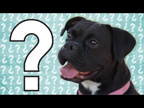 stella-the-talking-dog-interview