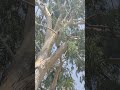 Eucalyptus Tree... with a spread out of thick Branches...