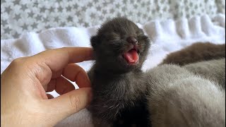 What this tiny kitten wants to say?