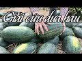 Giải Cứu Dưa Hấu Bị Rớt Giá Vì D.ị.c.h C.o.r.o.n.a