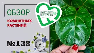 видео: Новые и редкие сорта комнатных растений в наличии. Обзор поставки №138. Фикусы, драцены, сансевиерии картинка: Новые и редкие сорта комнатных растений в наличии. Обзор поставки №138. Фикусы, драцены, сансевиерии