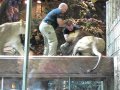 MGM lion attack in Las Vegas
