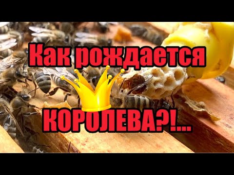 Видео: Как рождается пчелиная КОРОЛЕВА?!…