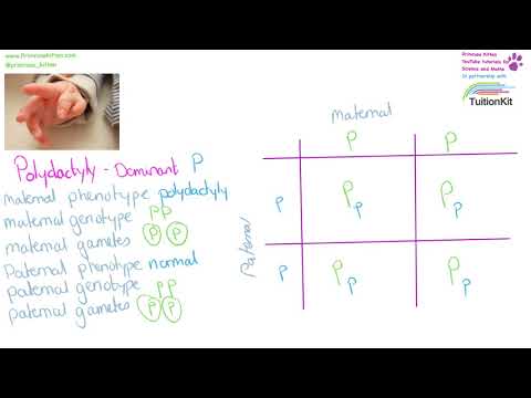 Drawing a Genetic Cross in Punnett Square Diagrams