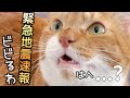 ねぐ警備員いつもお疲れ様です!!緊急地震速報のサイレンが鳴った時の猫の反応。