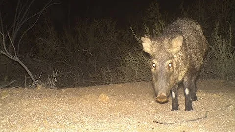 7 strange things you need to know about javelina - ABC15 Digital