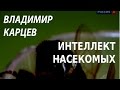 ACADEMIA. Владимир Карцев. Интеллект насекомых. Канал Культура