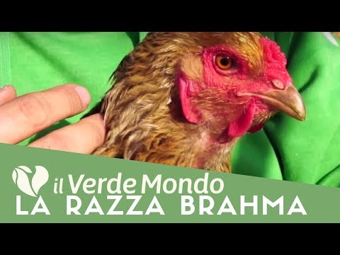 Video: Quanto tempo impiega un pollo Brahma a maturare?