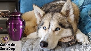 What Happened to Shelby the Husky | Answering Your Questions