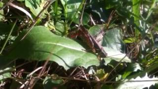 Grasshopper Recovery