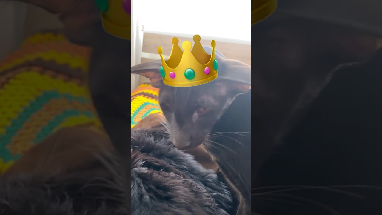 Кай на добыче🐈‍⬛