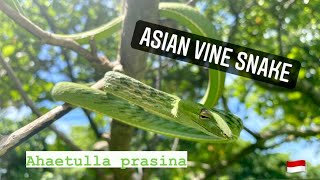 Asian Vine Or Whip Snake Ahaetulla Prasina Herping North Sumatra