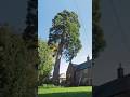 Sequoia Timelapse Treework Arborist Arbortec Timelapse 