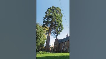 Sequoia Timelapse #treework #arborist #arbortec #timelapse
