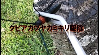クビアカツヤカミキリ駆除作戦１　日本の桜を守れの巻き