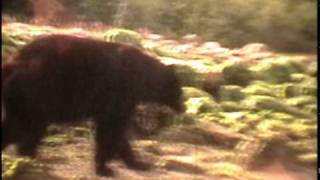 The Bear by Andrew Struthers 62,294 views 14 years ago 1 minute, 34 seconds