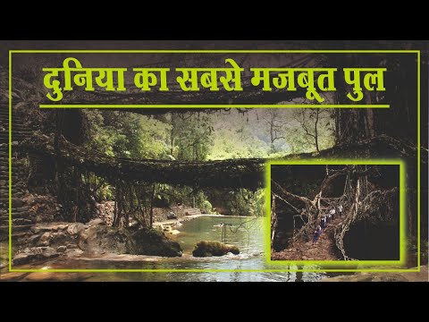 Living Tree Bridges: दुनिया का सबसे मजबूत ब्रिज है यहां..पेड़ों की जड़ों से ऐसे बनाया गया है पुल