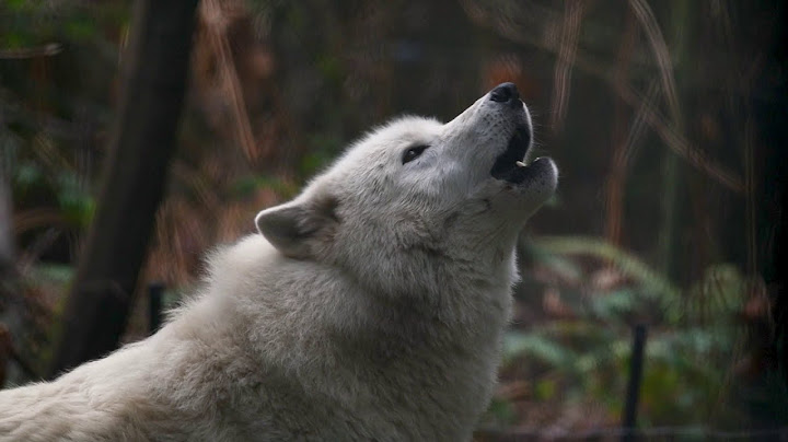 Gray Wolves Howl