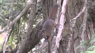 Cowichan Squirrel