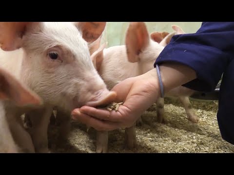 Video: Sammenligning Av Spytt- Og Tannbehandlingsmikrobiome Hos Barn Med Karies Med Alvorlig Barndom Til Spyttmikrobiom Hos Kariesfrie Barn