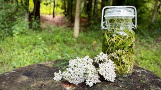 Backwoods Mosquito Repellent and Wound Care: Medicinal Plant Yarrow