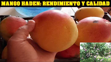 ¿Cuál es la reina de las frutas?