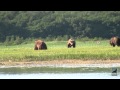 Katmai alaska grizzly bear viewing in kingdom of the grizzlies with natural habitat adventures