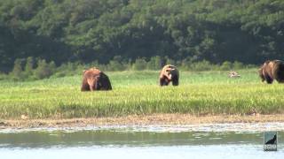 Katmai Alaska Grizzly Bear Viewing in HD. Kingdom of the Grizzlies with Natural Habitat Adventures