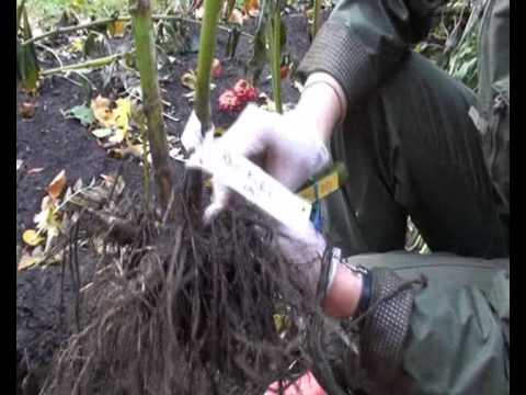 Video: Daalia säilitamine – näpunäiteid daaliate mugulate talvitumiseks