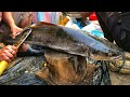 Amazing Big Cobia Fish Cutting Skills, Fish Cutting Video Bangladesh Fish Market