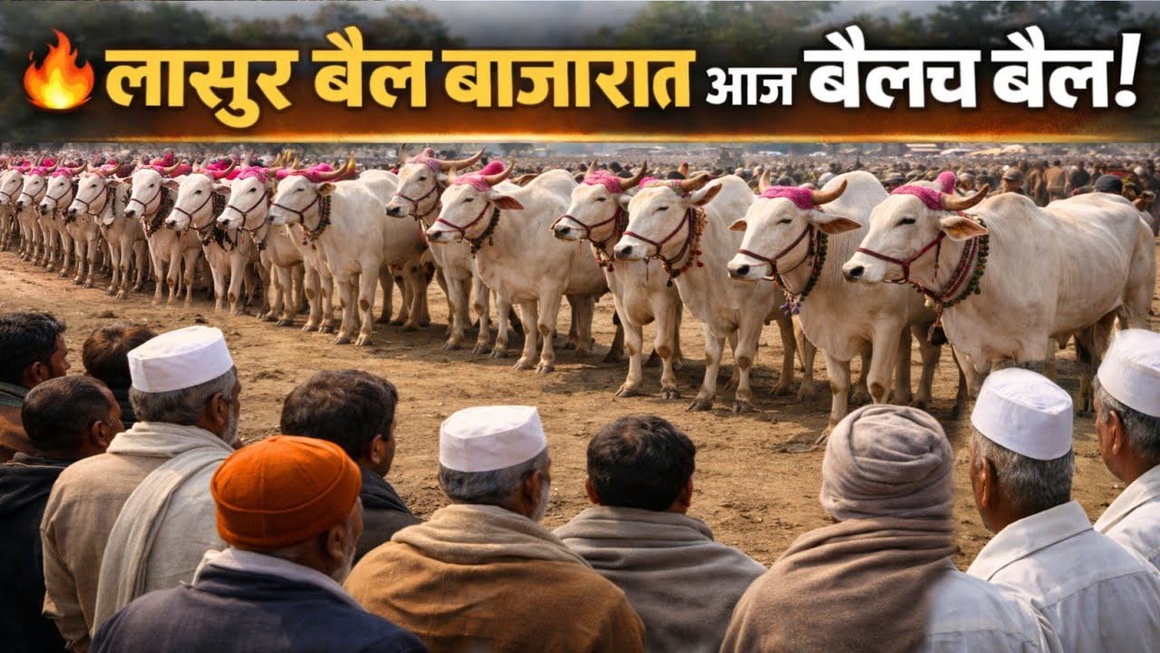 आजचा लासूर बैल बाजार 🐂 | शेतकऱ्यांची मोठी गर्दी 