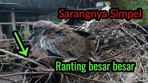 sarang derkuku di alam liar bahannya cukup simpel seperti bukan sarang burung