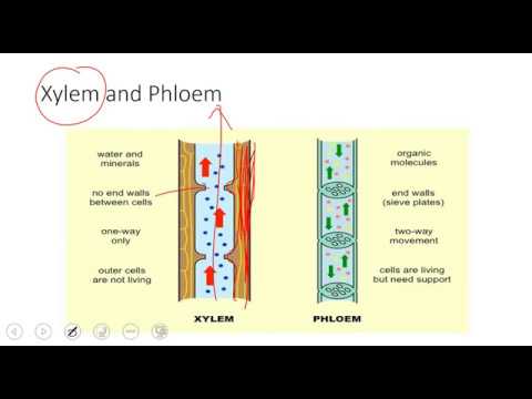 collenchyma , sclerenchyma and parenchyma cells, stem structure,  Xylem and Phloem. AS biology
