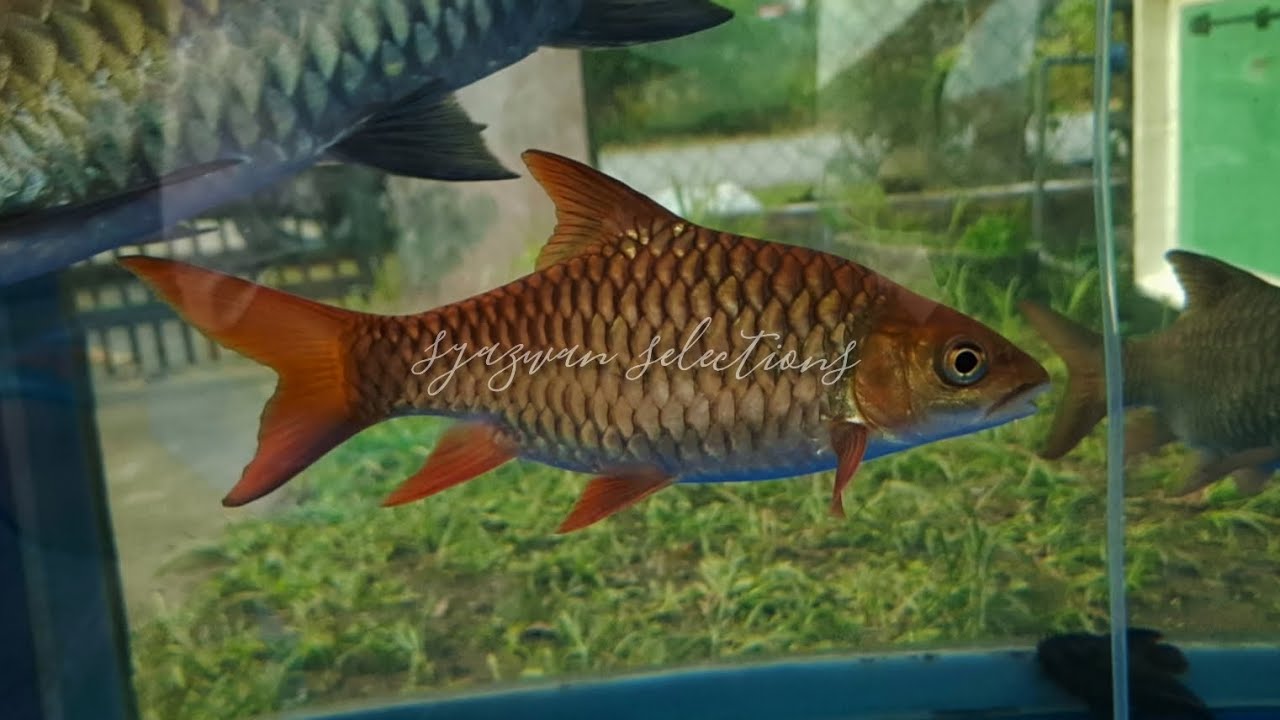 Shortbody Red Mahseer ( Kelah Merah Pendek ) 
